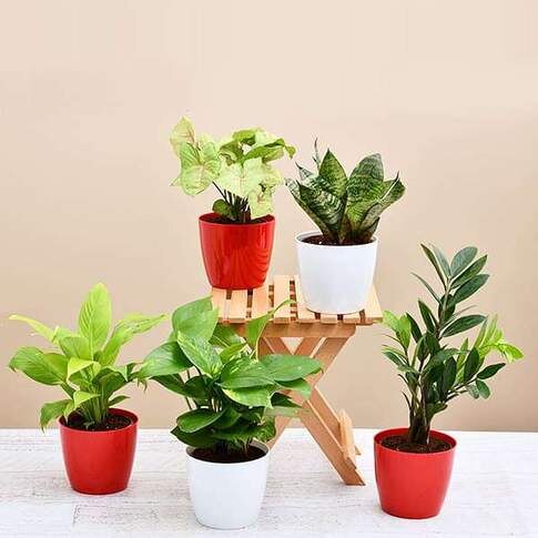 Set Of 5 Plants To Promote Happiness And Joy In Life